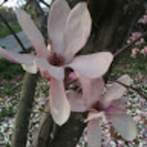 Meet your Posher, Morgan